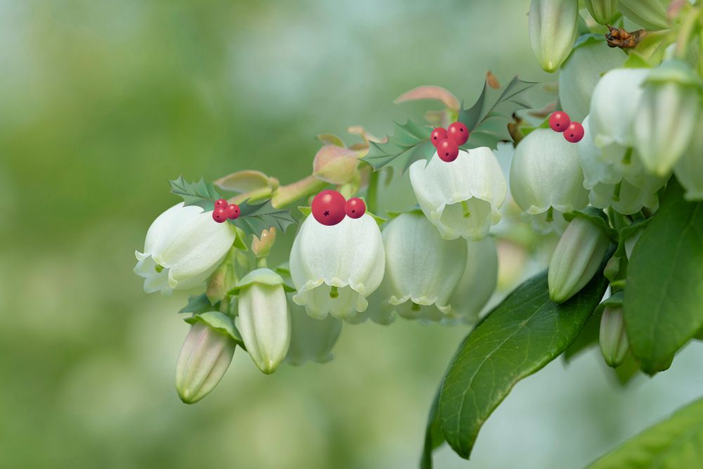 Erdbeeren Weihnachtlich